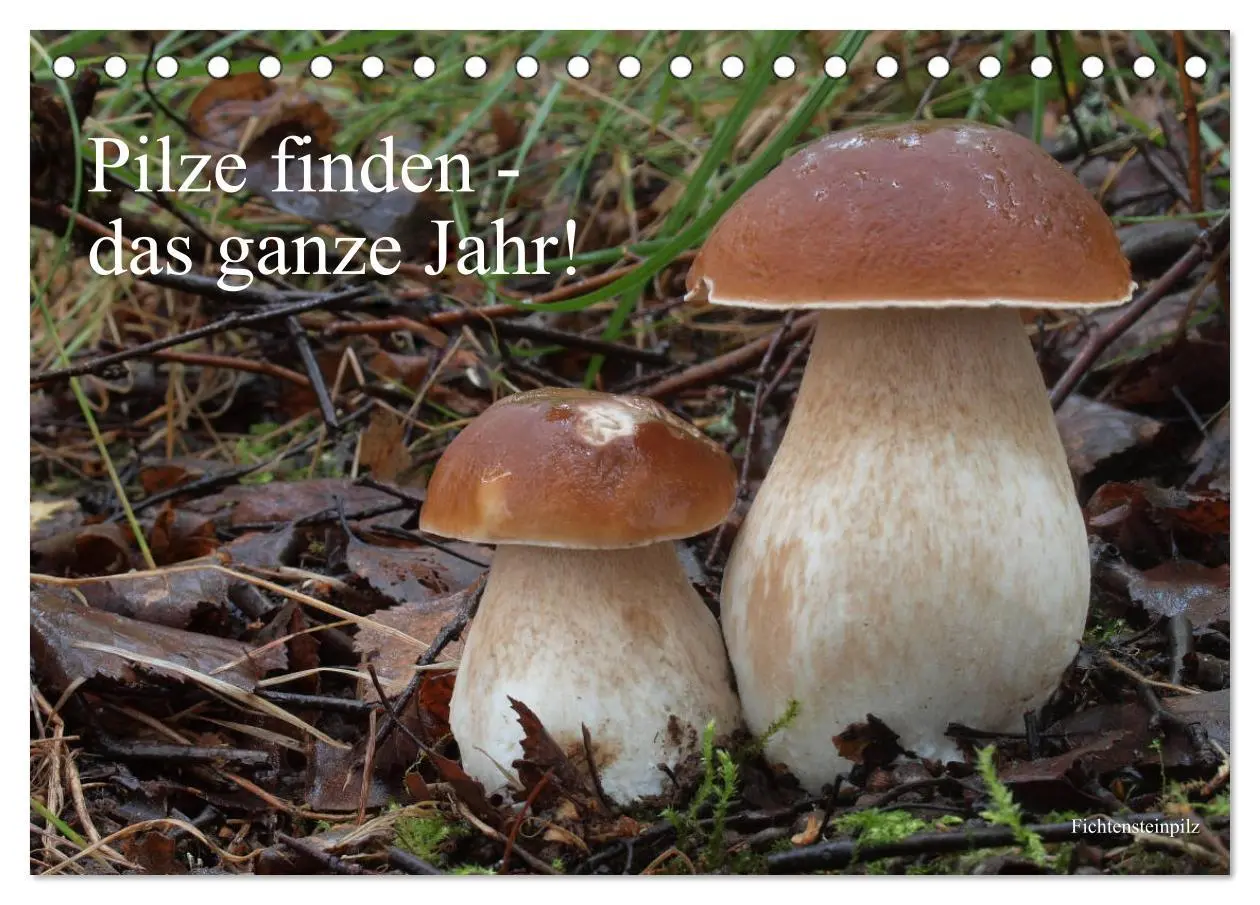 Cover: 9783457702925 | Pilze finden - das ganze Jahr! (Tischkalender 2026 DIN A5 quer),...
