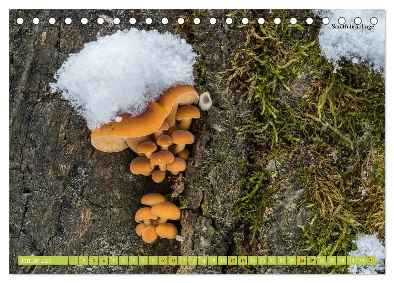 Bild: 9783457702925 | Pilze finden - das ganze Jahr! (Tischkalender 2026 DIN A5 quer),...