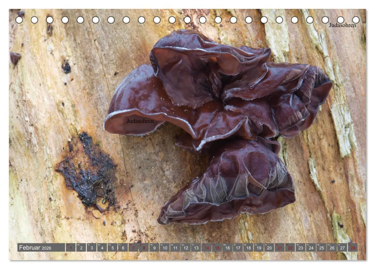 Bild: 9783457702925 | Pilze finden - das ganze Jahr! (Tischkalender 2026 DIN A5 quer),...