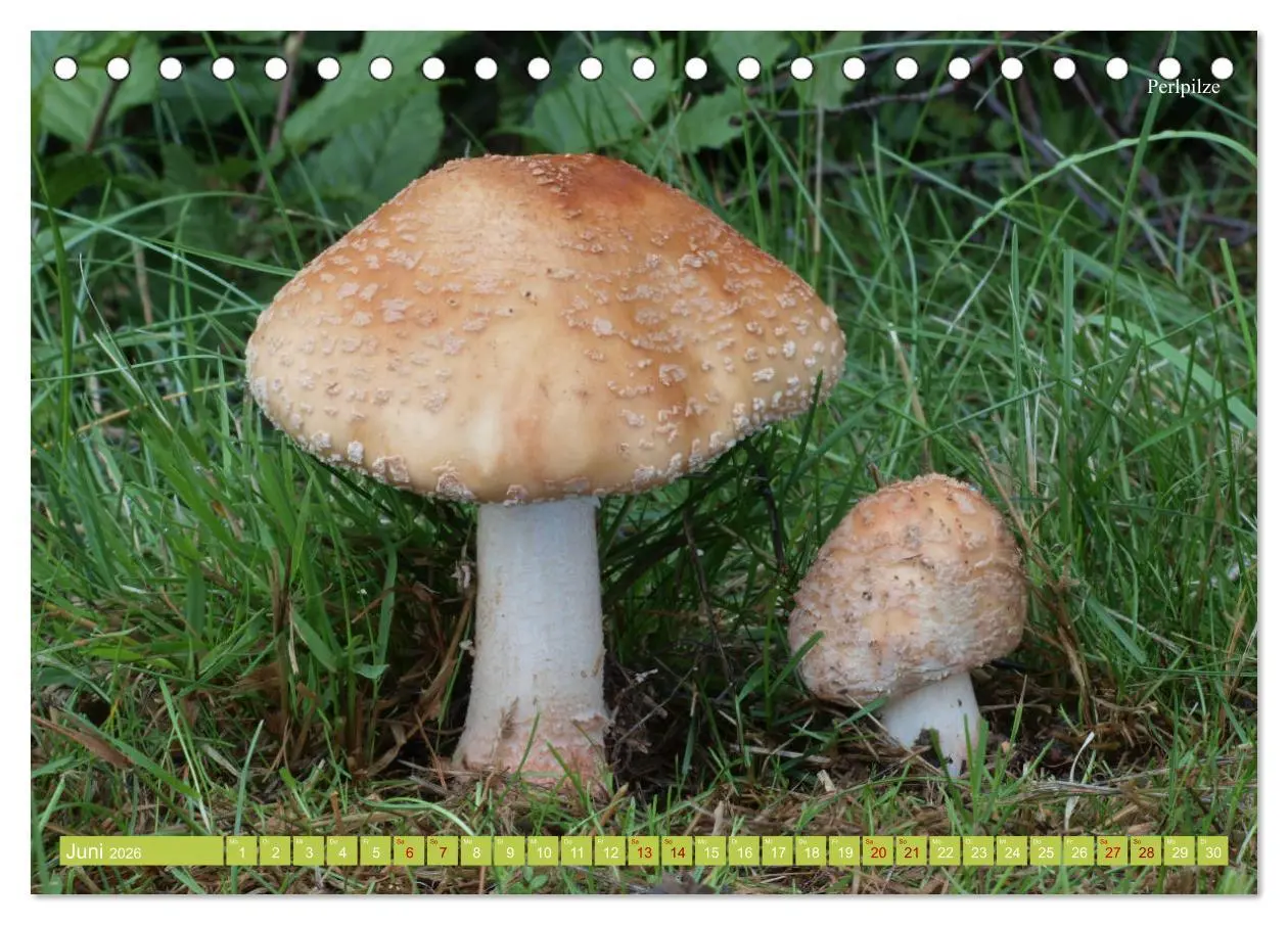 Bild: 9783457702925 | Pilze finden - das ganze Jahr! (Tischkalender 2026 DIN A5 quer),...