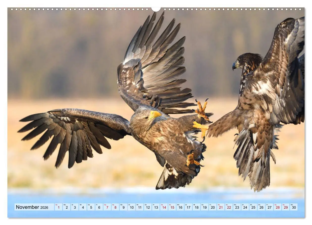 Bild: 9783457693025 | Majestätische Seeadler (hochwertiger Premium Wandkalender 2026 DIN...