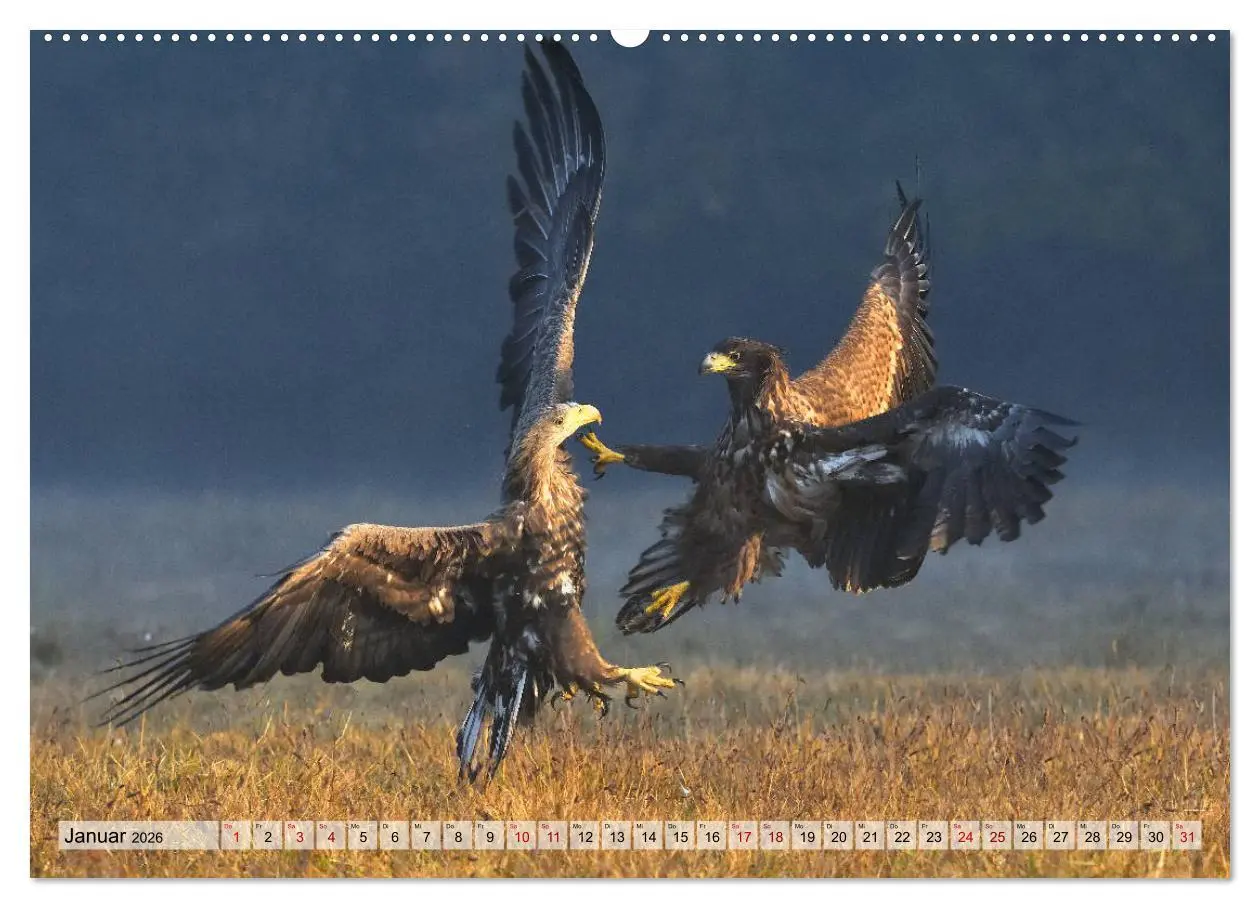 Bild: 9783457693025 | Majestätische Seeadler (hochwertiger Premium Wandkalender 2026 DIN...