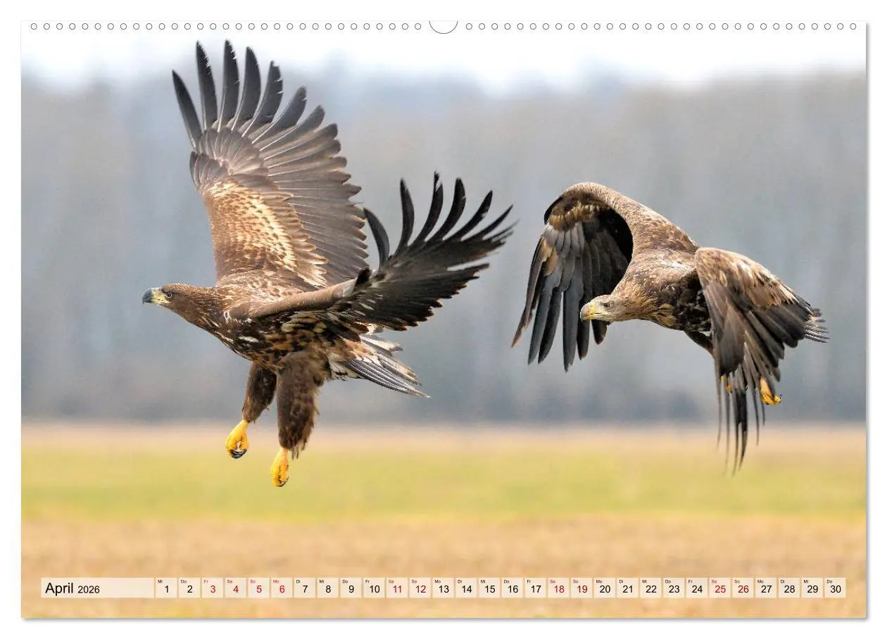 Bild: 9783457693025 | Majestätische Seeadler (hochwertiger Premium Wandkalender 2026 DIN...