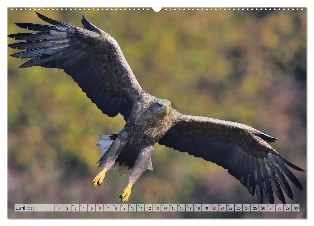 Bild: 9783457693025 | Majestätische Seeadler (hochwertiger Premium Wandkalender 2026 DIN...