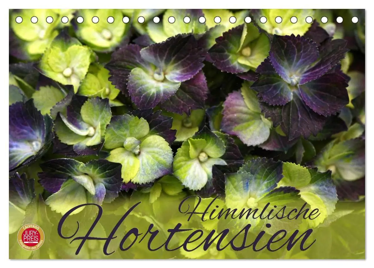 Cover: 9783516093025 | Himmlische Hortensien (Tischkalender 2026 DIN A5 quer), CALVENDO...