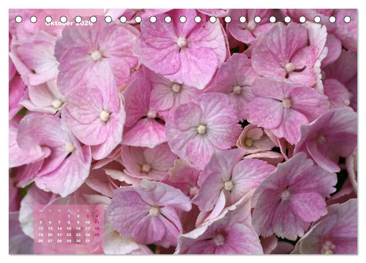 Bild: 9783516093025 | Himmlische Hortensien (Tischkalender 2026 DIN A5 quer), CALVENDO...