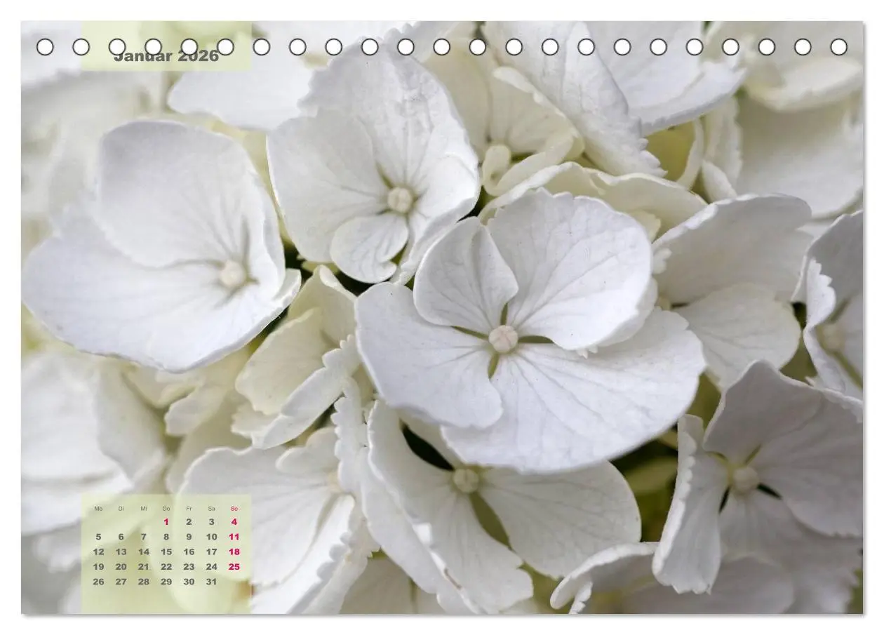 Bild: 9783516093025 | Himmlische Hortensien (Tischkalender 2026 DIN A5 quer), CALVENDO...