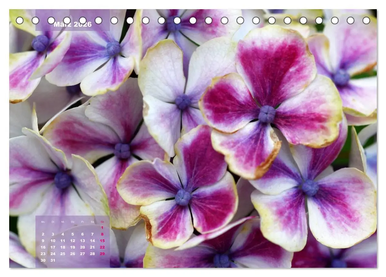Bild: 9783516093025 | Himmlische Hortensien (Tischkalender 2026 DIN A5 quer), CALVENDO...