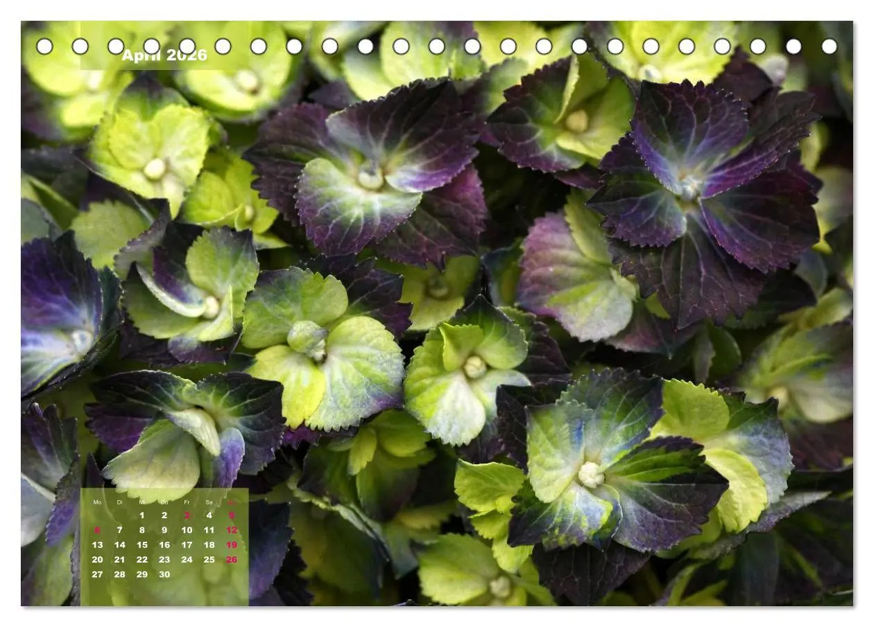 Bild: 9783516093025 | Himmlische Hortensien (Tischkalender 2026 DIN A5 quer), CALVENDO...