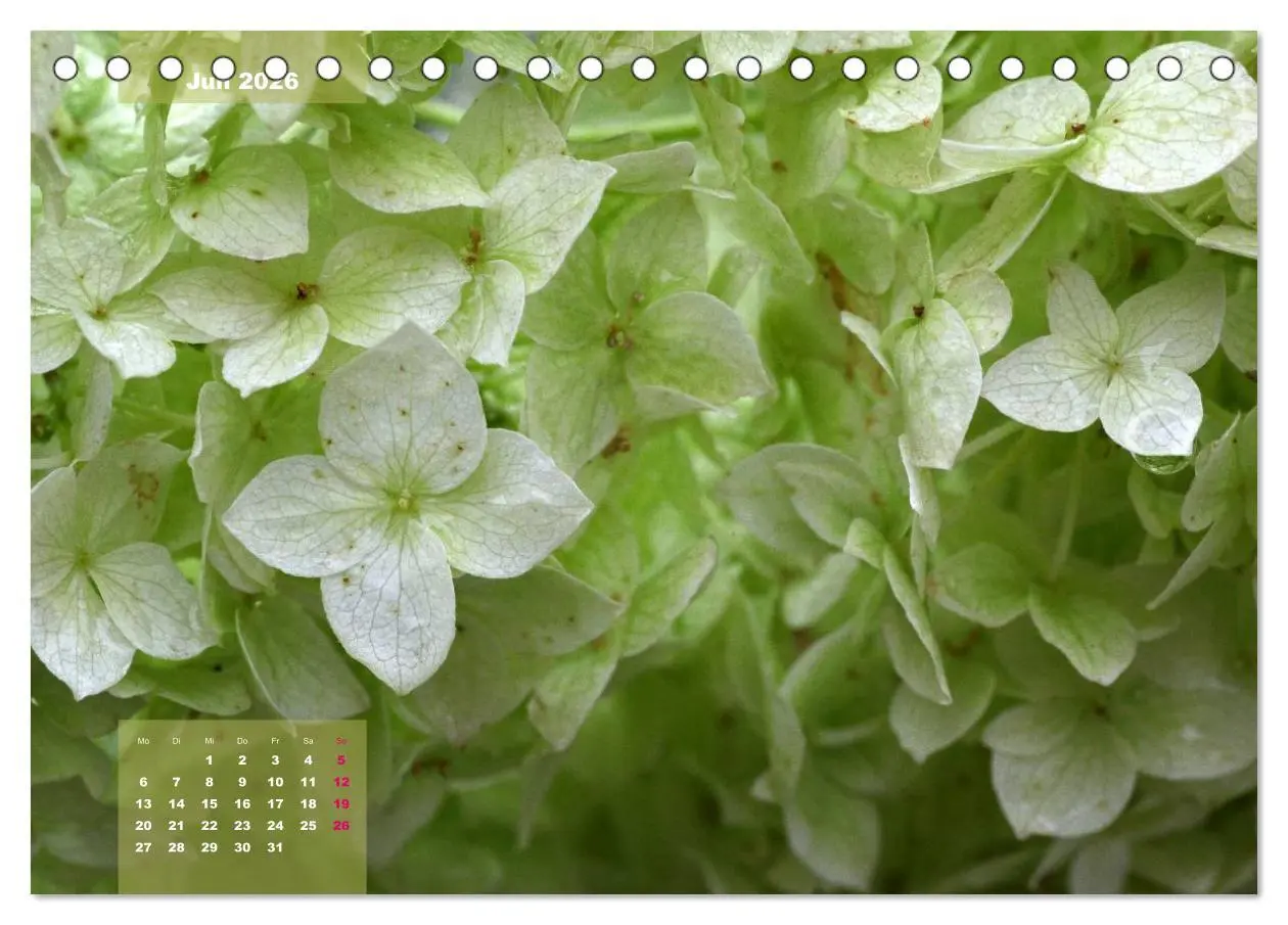 Bild: 9783516093025 | Himmlische Hortensien (Tischkalender 2026 DIN A5 quer), CALVENDO...