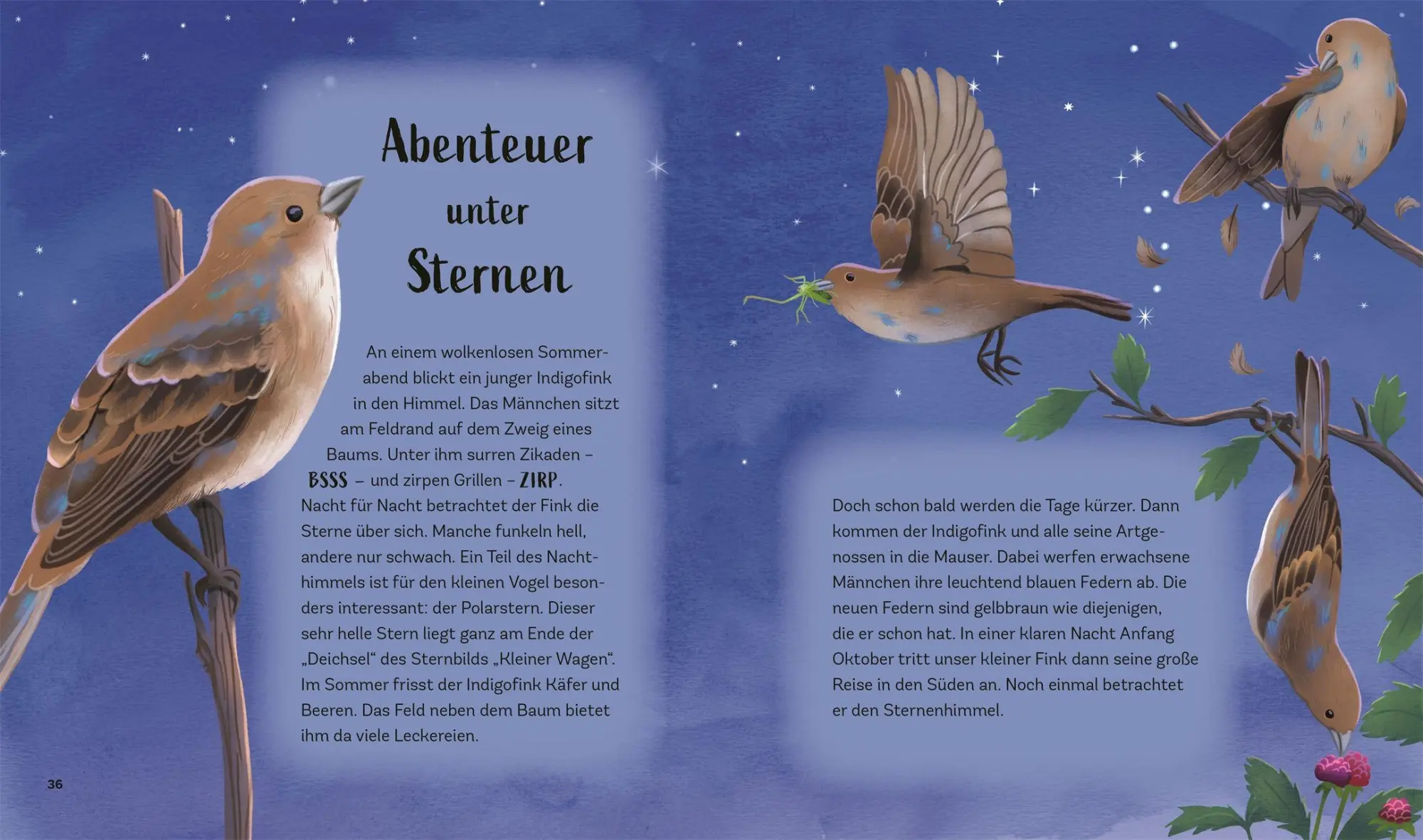 Bild: 9783831053025 | Tiergeschichten zum Träumen. Zauber der Nacht | Alicia Klepeis | Buch