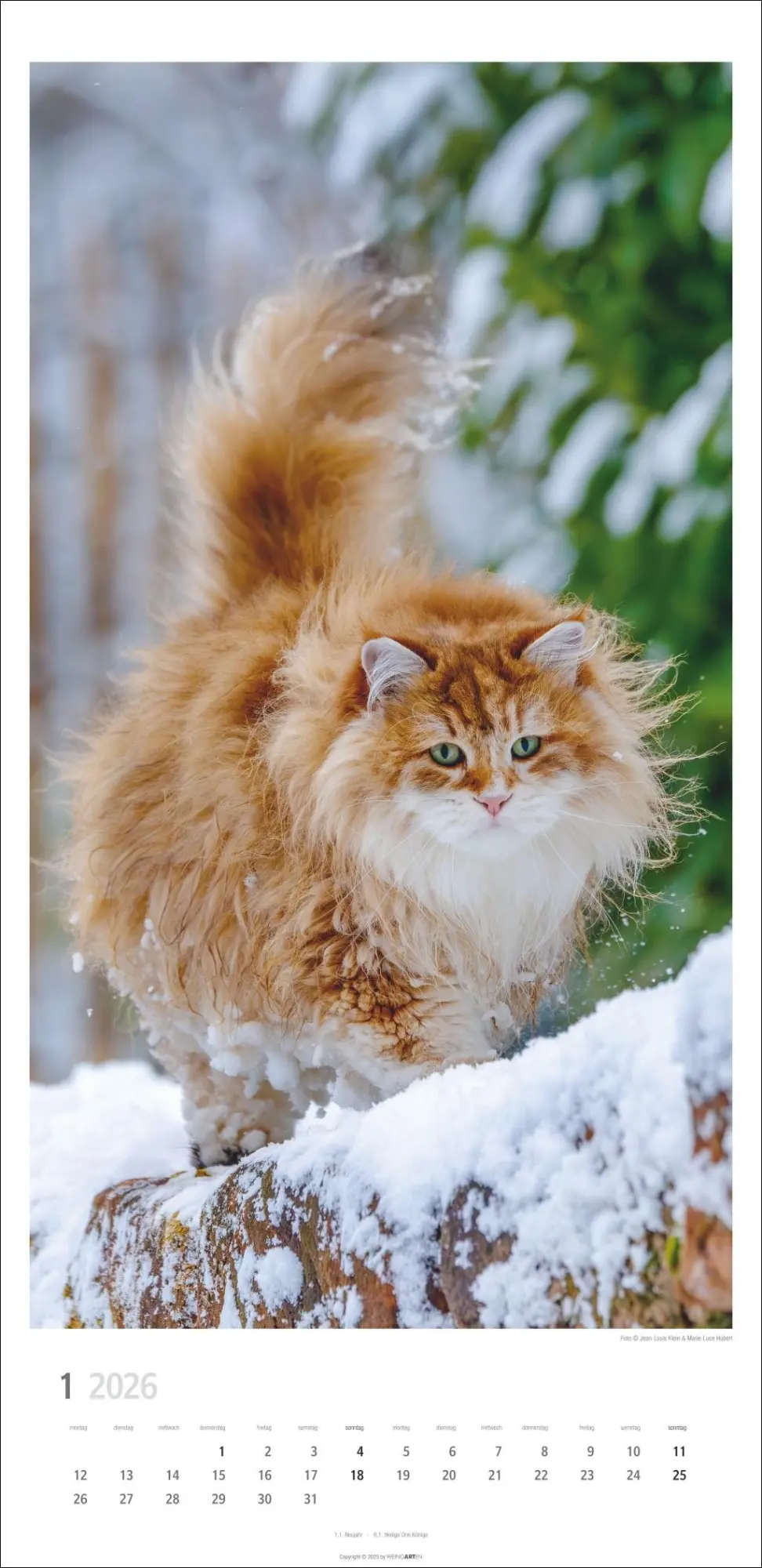 Bild: 9783839903025 | Katzen Kalender 2026 | Marie-Luce Hubert | Kalender | Spiralbindung