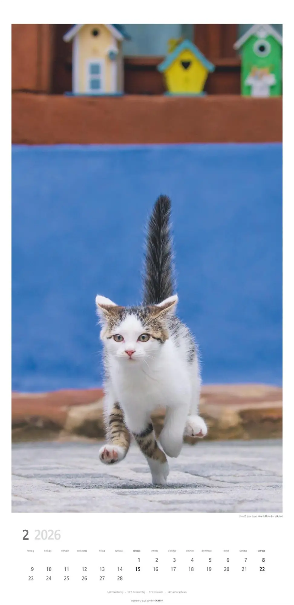 Bild: 9783839903025 | Katzen Kalender 2026 | Marie-Luce Hubert | Kalender | Spiralbindung