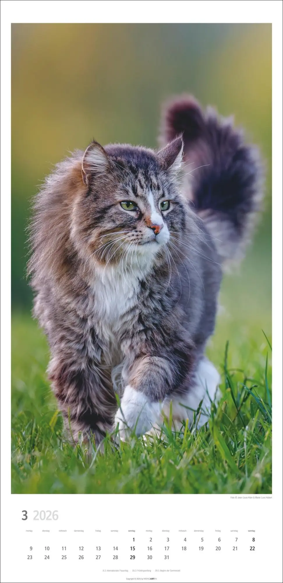 Bild: 9783839903025 | Katzen Kalender 2026 | Marie-Luce Hubert | Kalender | Spiralbindung