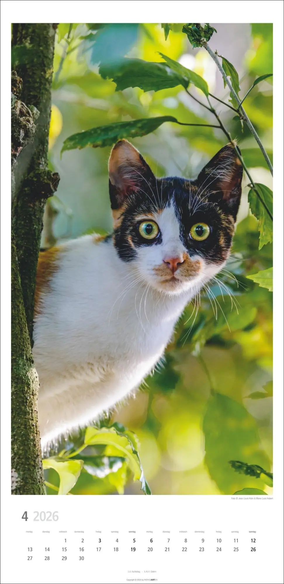 Bild: 9783839903025 | Katzen Kalender 2026 | Marie-Luce Hubert | Kalender | Spiralbindung