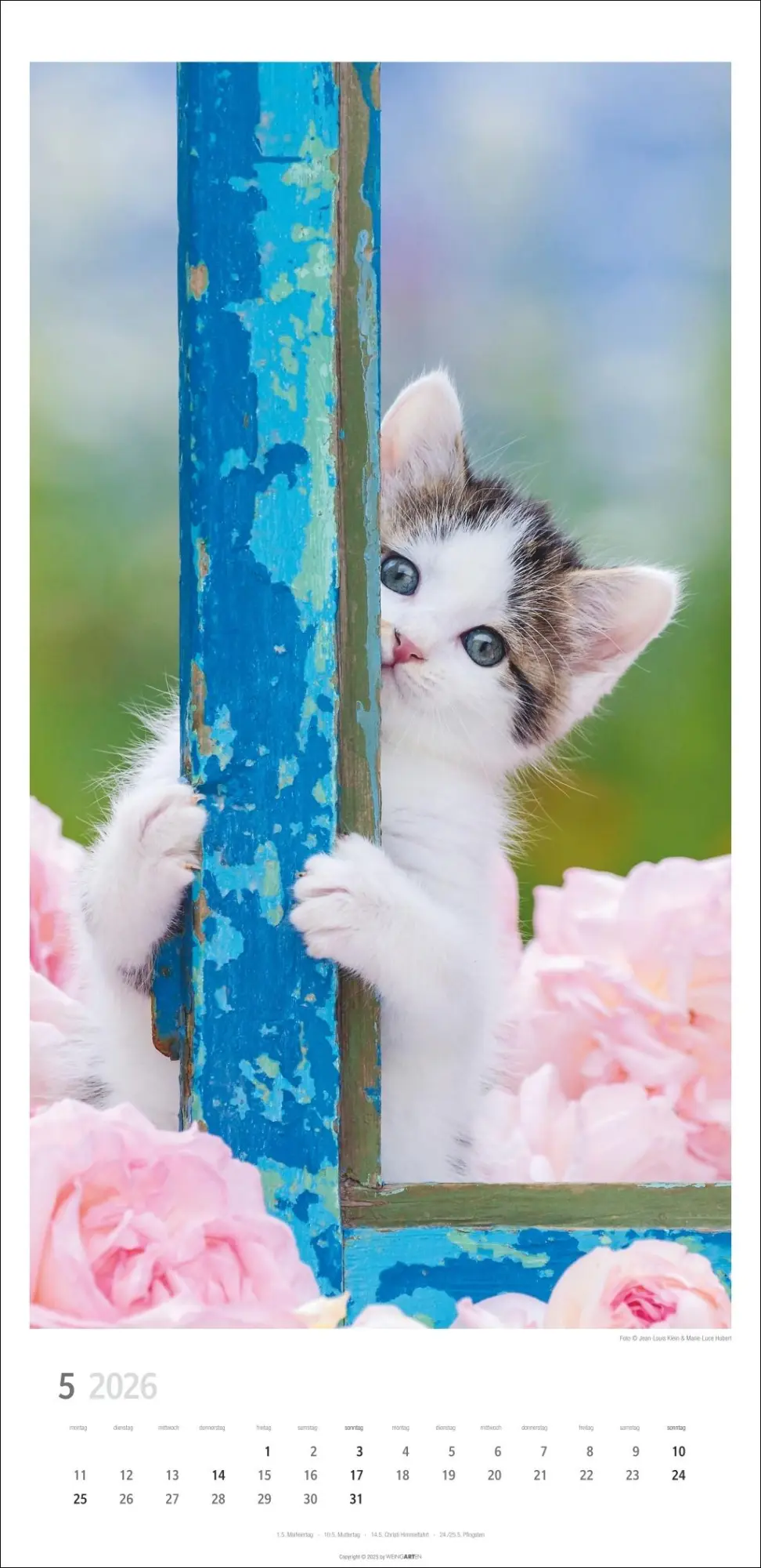 Bild: 9783839903025 | Katzen Kalender 2026 | Marie-Luce Hubert | Kalender | Spiralbindung