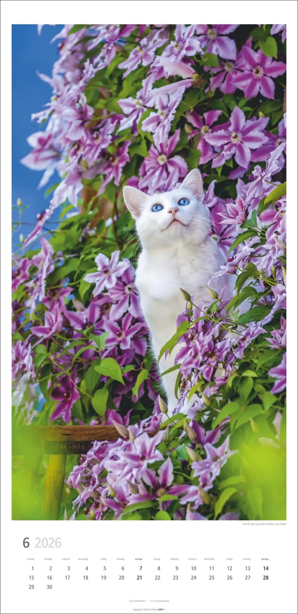 Bild: 9783839903025 | Katzen Kalender 2026 | Marie-Luce Hubert | Kalender | Spiralbindung