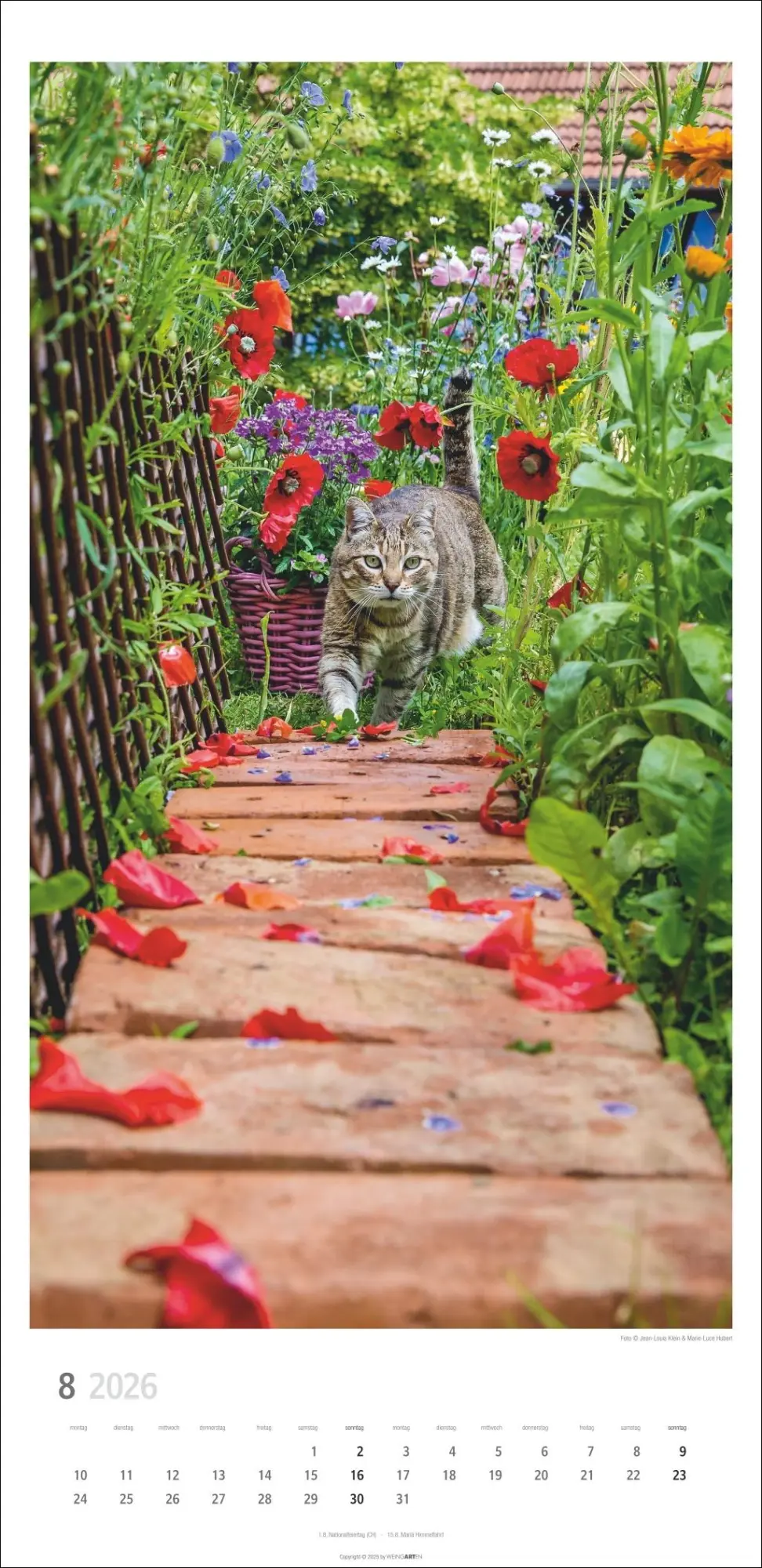 Bild: 9783839903025 | Katzen Kalender 2026 | Marie-Luce Hubert | Kalender | Spiralbindung