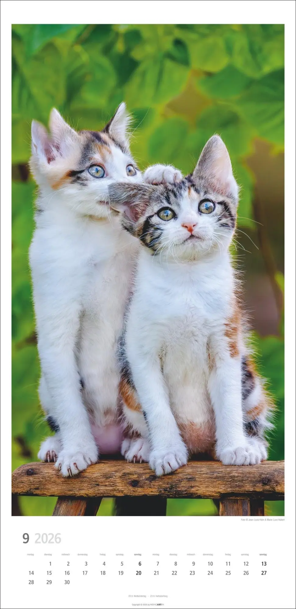 Bild: 9783839903025 | Katzen Kalender 2026 | Marie-Luce Hubert | Kalender | Spiralbindung