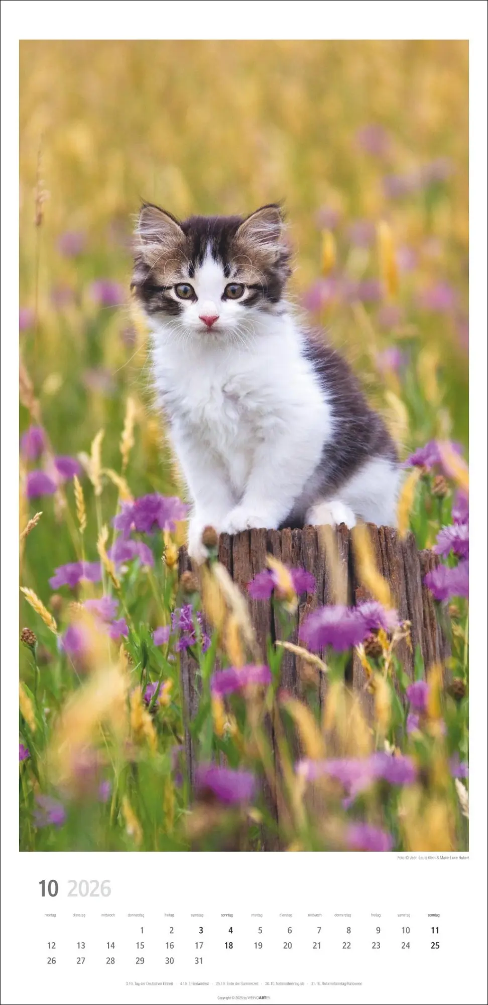 Bild: 9783839903025 | Katzen Kalender 2026 | Marie-Luce Hubert | Kalender | Spiralbindung