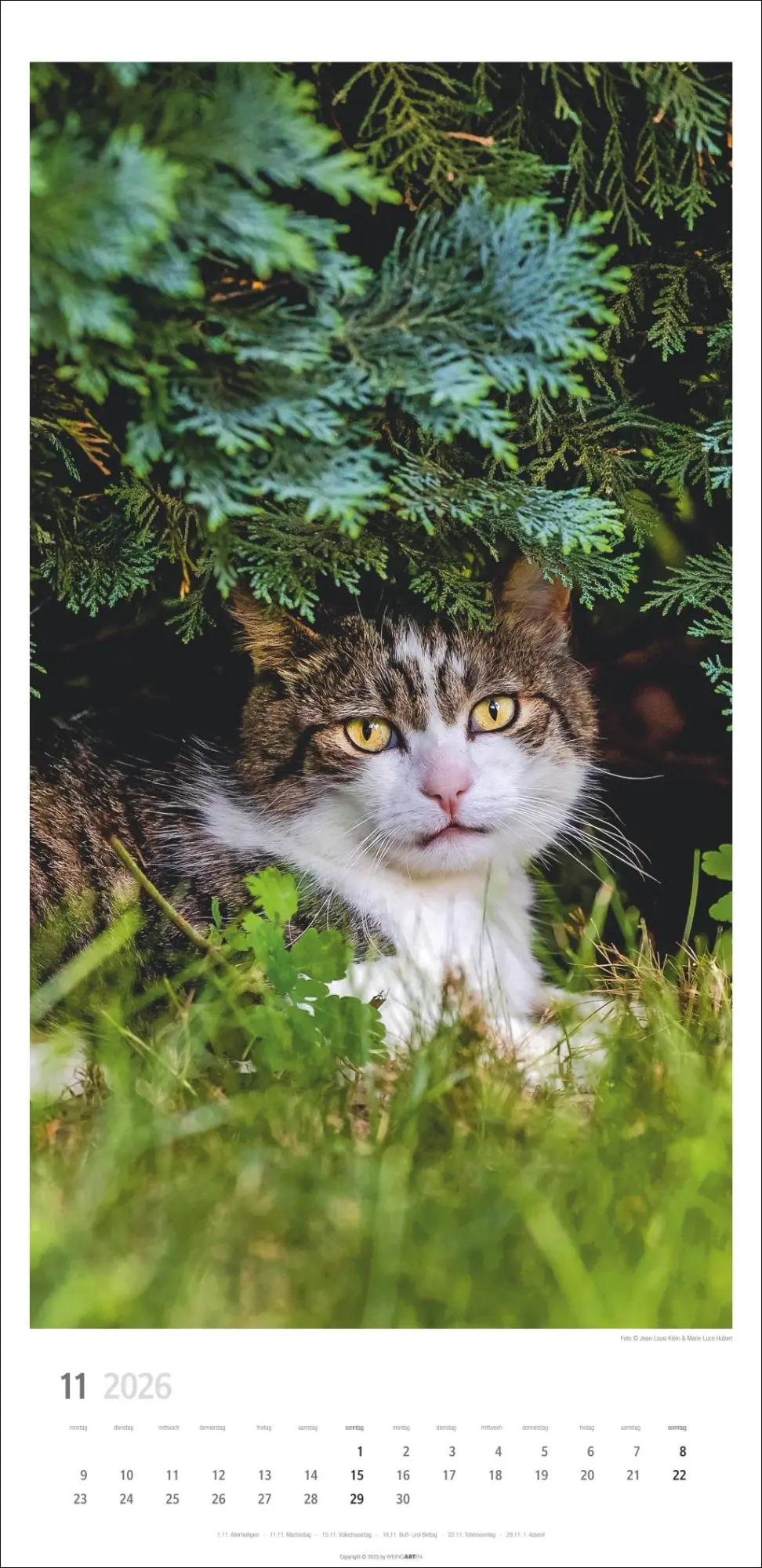 Bild: 9783839903025 | Katzen Kalender 2026 | Marie-Luce Hubert | Kalender | Spiralbindung