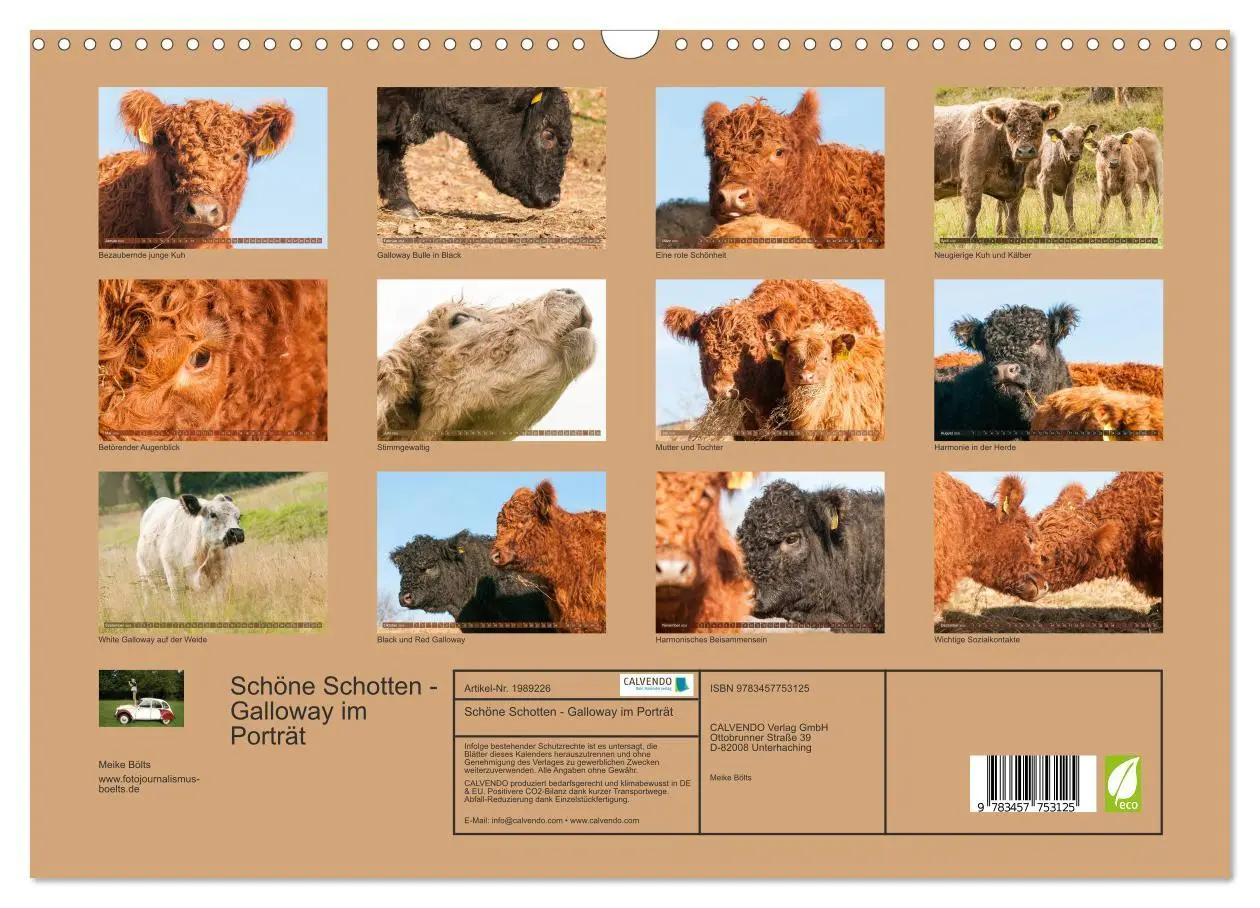 Bild: 9783457753125 | Schöne Schotten - Galloway im Porträt (Wandkalender 2026 DIN A3...