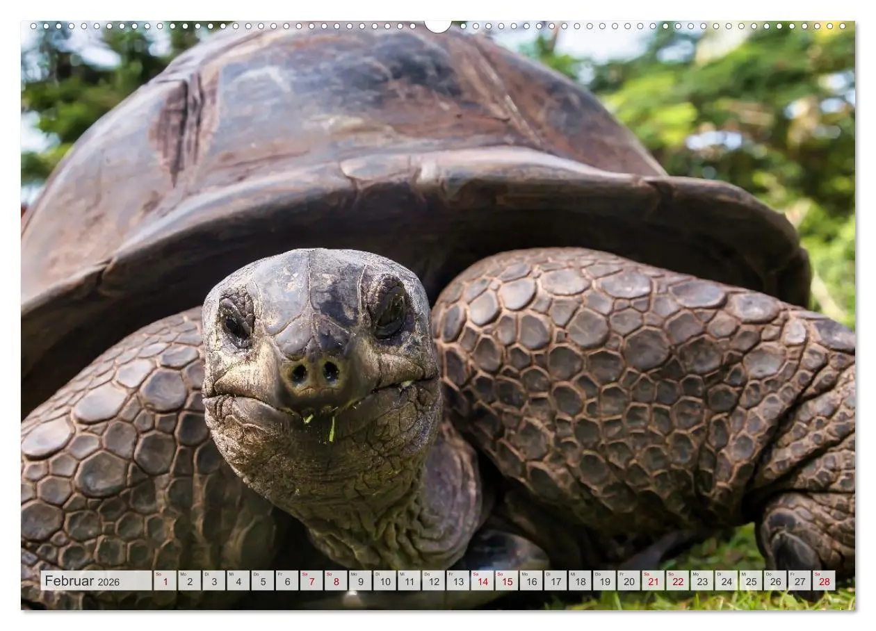 Bild: 9783516533125 | Die Seychellen - ganz nah am Paradies (Wandkalender 2026 DIN A2...