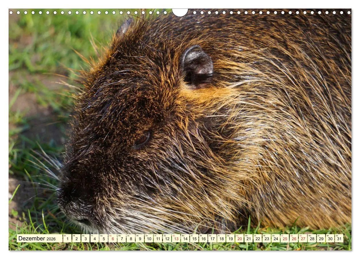 Bild: 9783457813225 | Nutrias Peißnitzinsel Halle Saale (Wandkalender 2026 DIN A3 quer),...