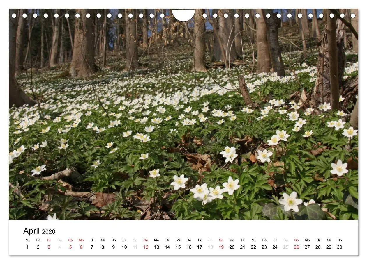 Bild: 9783516053425 | Der Ebersberger Forst und seine Umgebung (Wandkalender 2026 DIN A4...