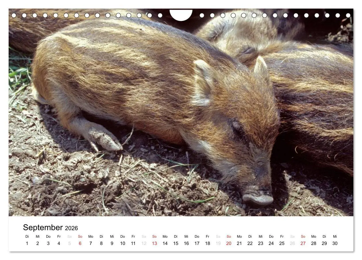 Bild: 9783516053425 | Der Ebersberger Forst und seine Umgebung (Wandkalender 2026 DIN A4...