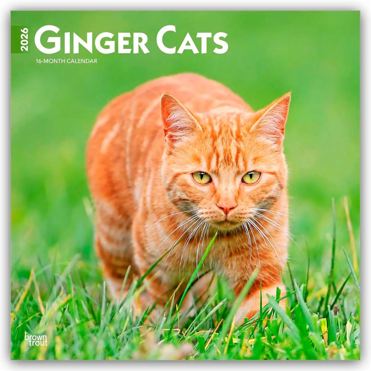 Cover: 9798330703425 | Ginger Cats 2026 12 X 24 Inch (Hanging) Monthly Square Wall...