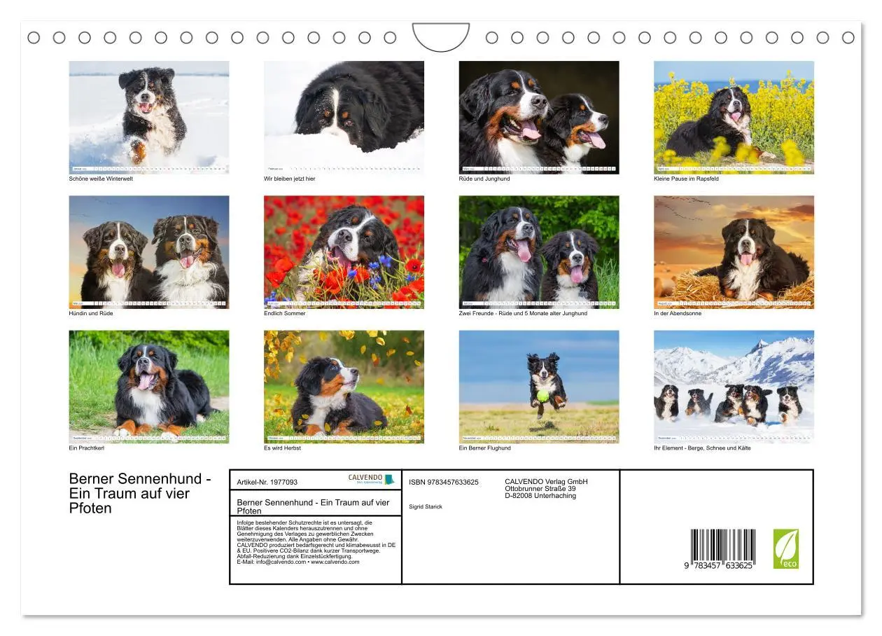 Bild: 9783457633625 | Berner Sennenhund - Ein Traum auf vier Pfoten (Wandkalender 2026...