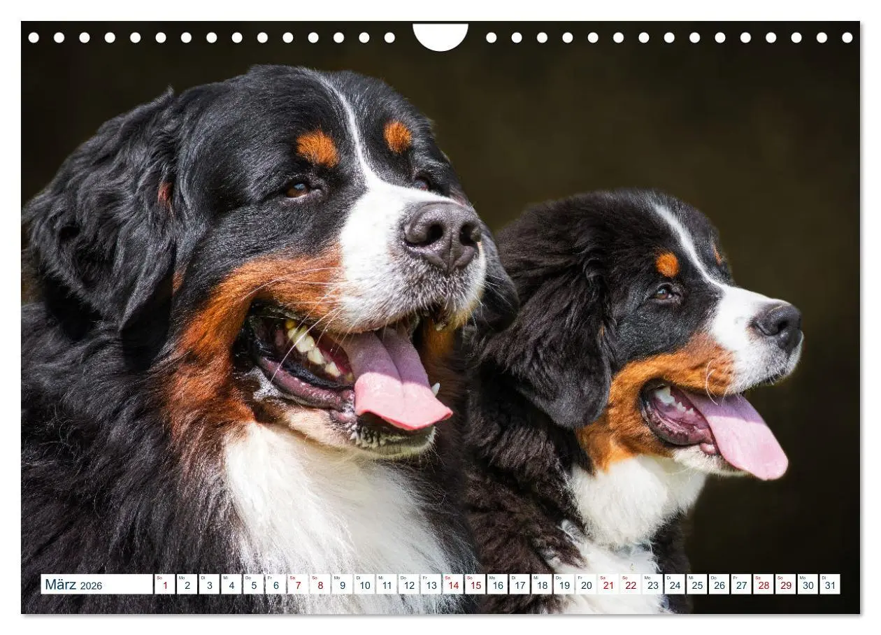 Bild: 9783457633625 | Berner Sennenhund - Ein Traum auf vier Pfoten (Wandkalender 2026...