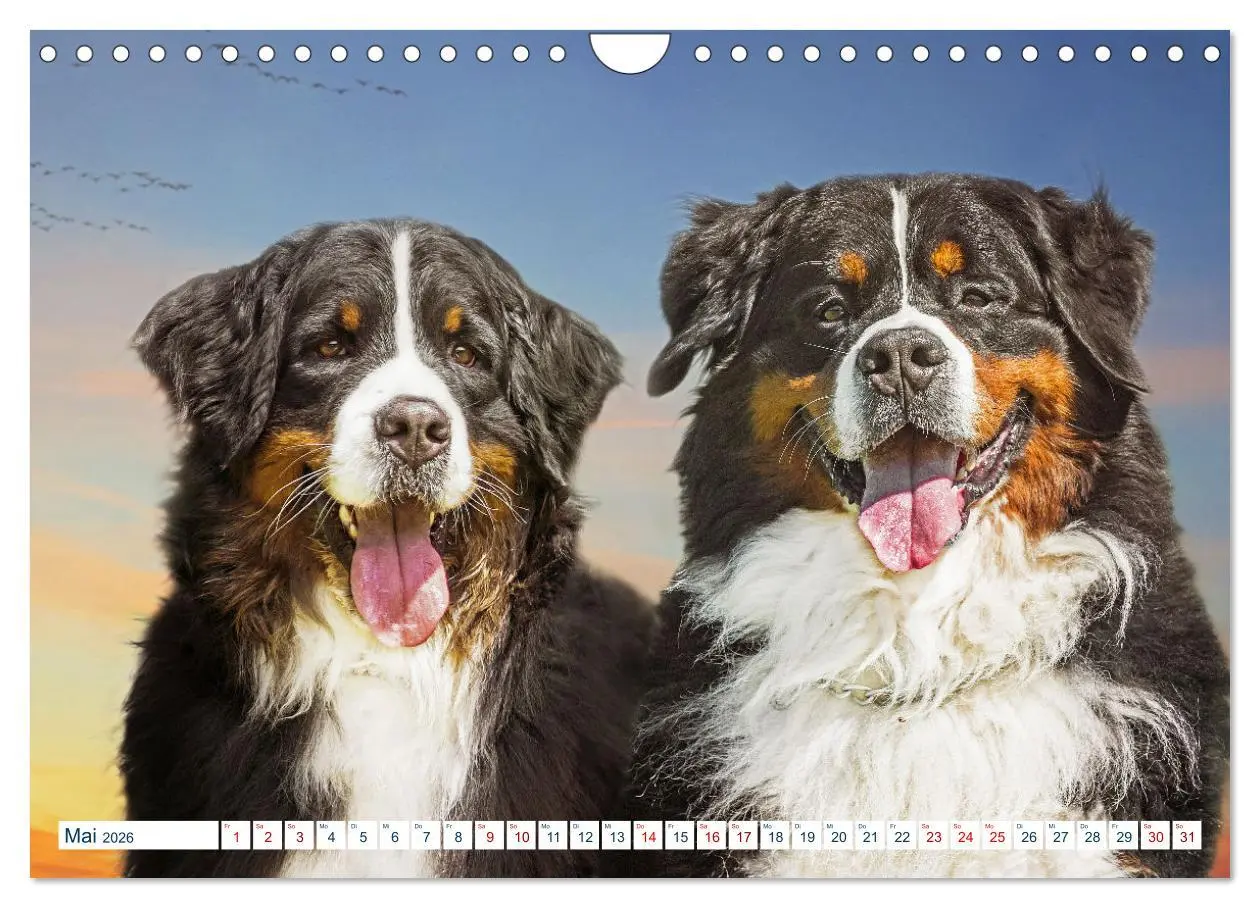 Bild: 9783457633625 | Berner Sennenhund - Ein Traum auf vier Pfoten (Wandkalender 2026...