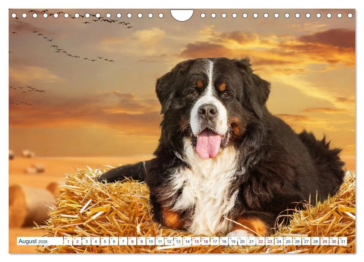 Bild: 9783457633625 | Berner Sennenhund - Ein Traum auf vier Pfoten (Wandkalender 2026...