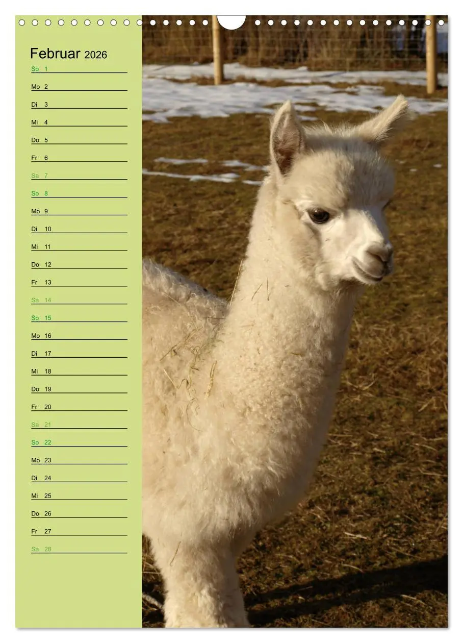 Bild: 9783516413625 | Alpakas zum Knuddeln gerne (Wandkalender 2026 DIN A3 hoch),...