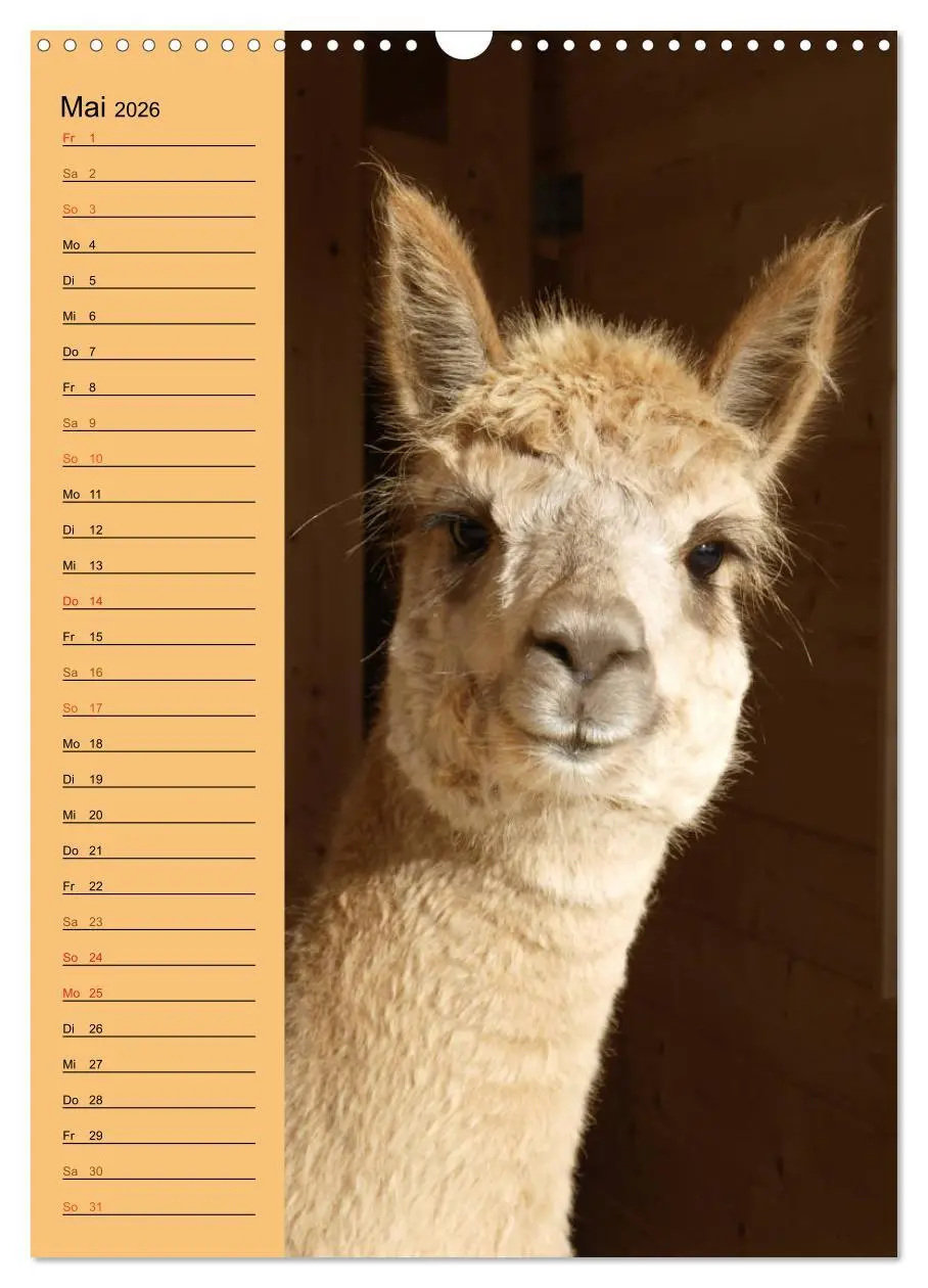 Bild: 9783516413625 | Alpakas zum Knuddeln gerne (Wandkalender 2026 DIN A3 hoch),...