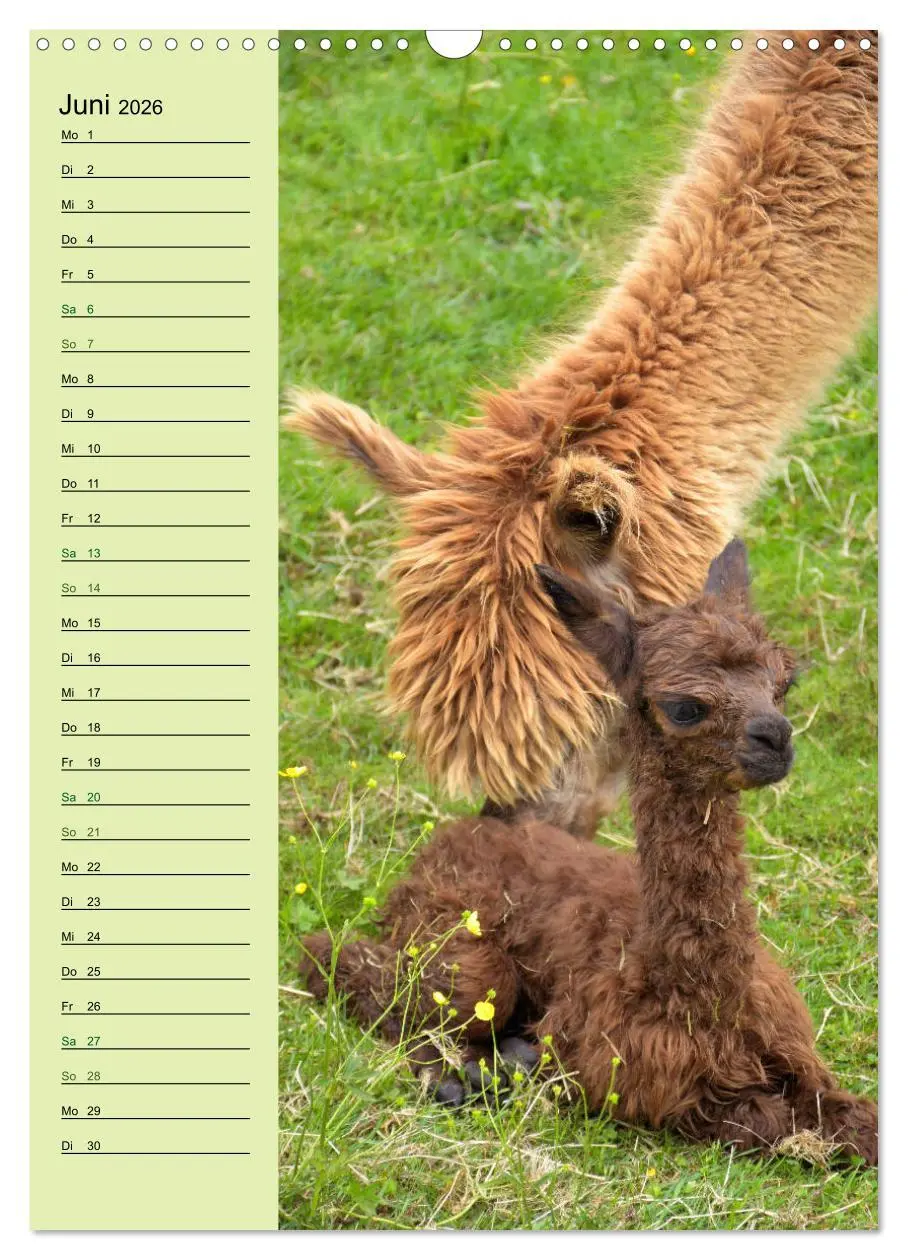 Bild: 9783516413625 | Alpakas zum Knuddeln gerne (Wandkalender 2026 DIN A3 hoch),...