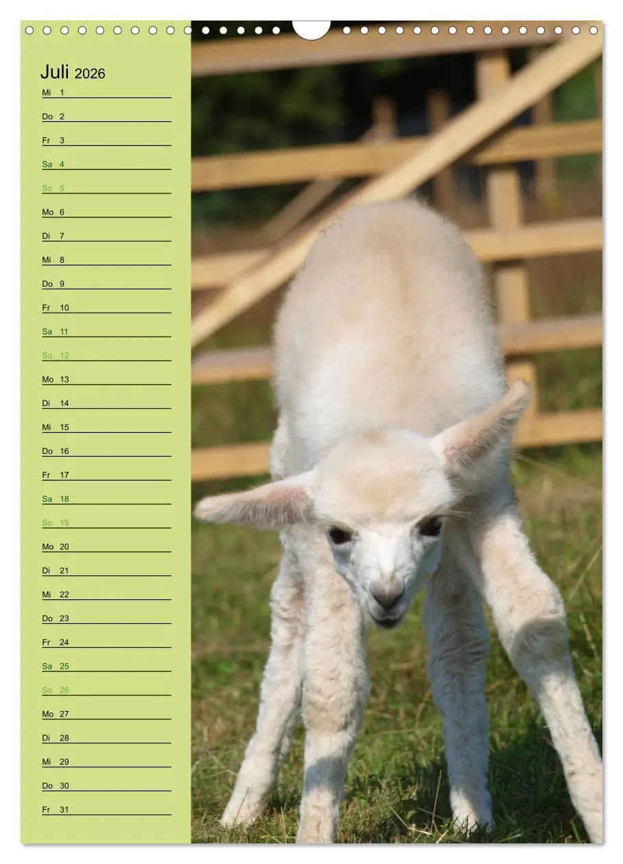 Bild: 9783516413625 | Alpakas zum Knuddeln gerne (Wandkalender 2026 DIN A3 hoch),...