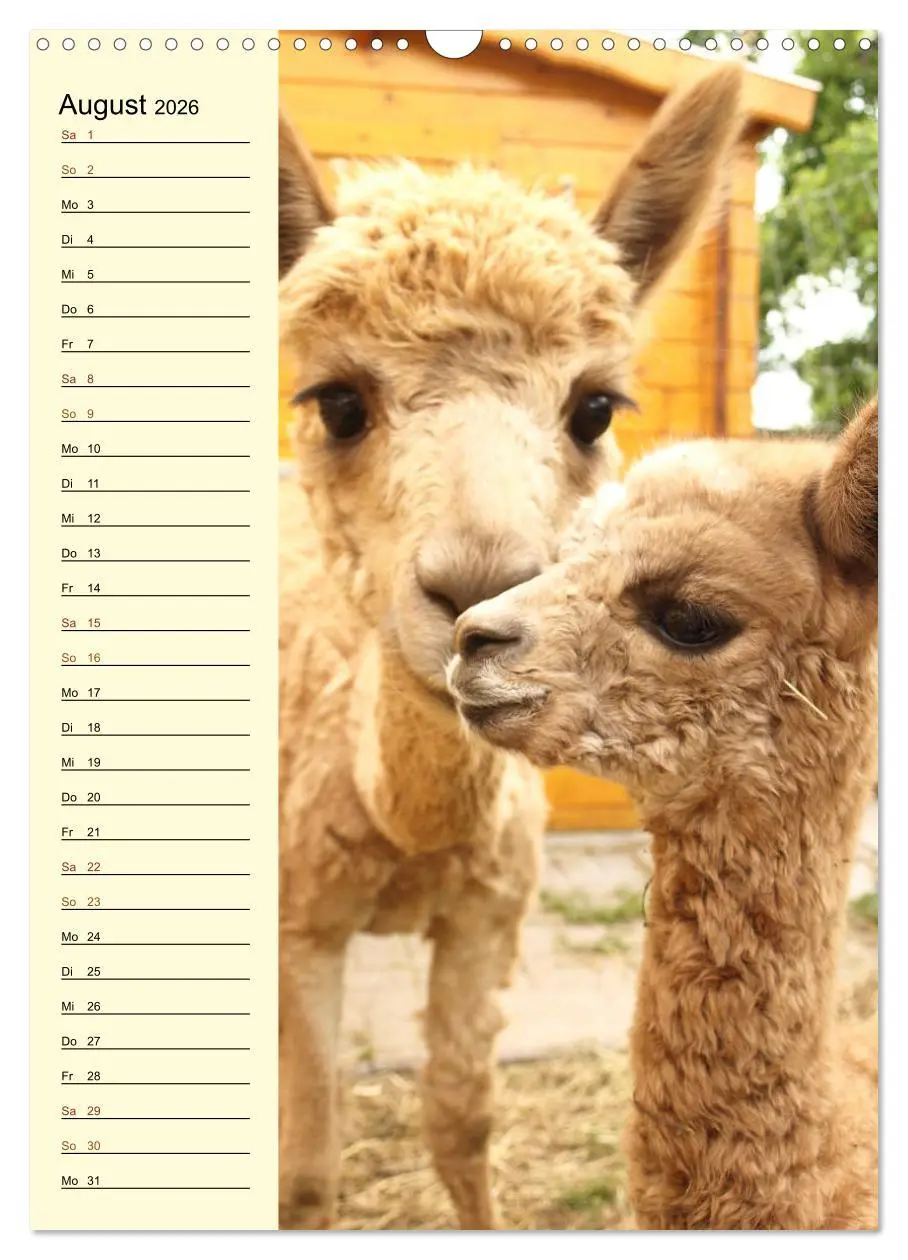 Bild: 9783516413625 | Alpakas zum Knuddeln gerne (Wandkalender 2026 DIN A3 hoch),...