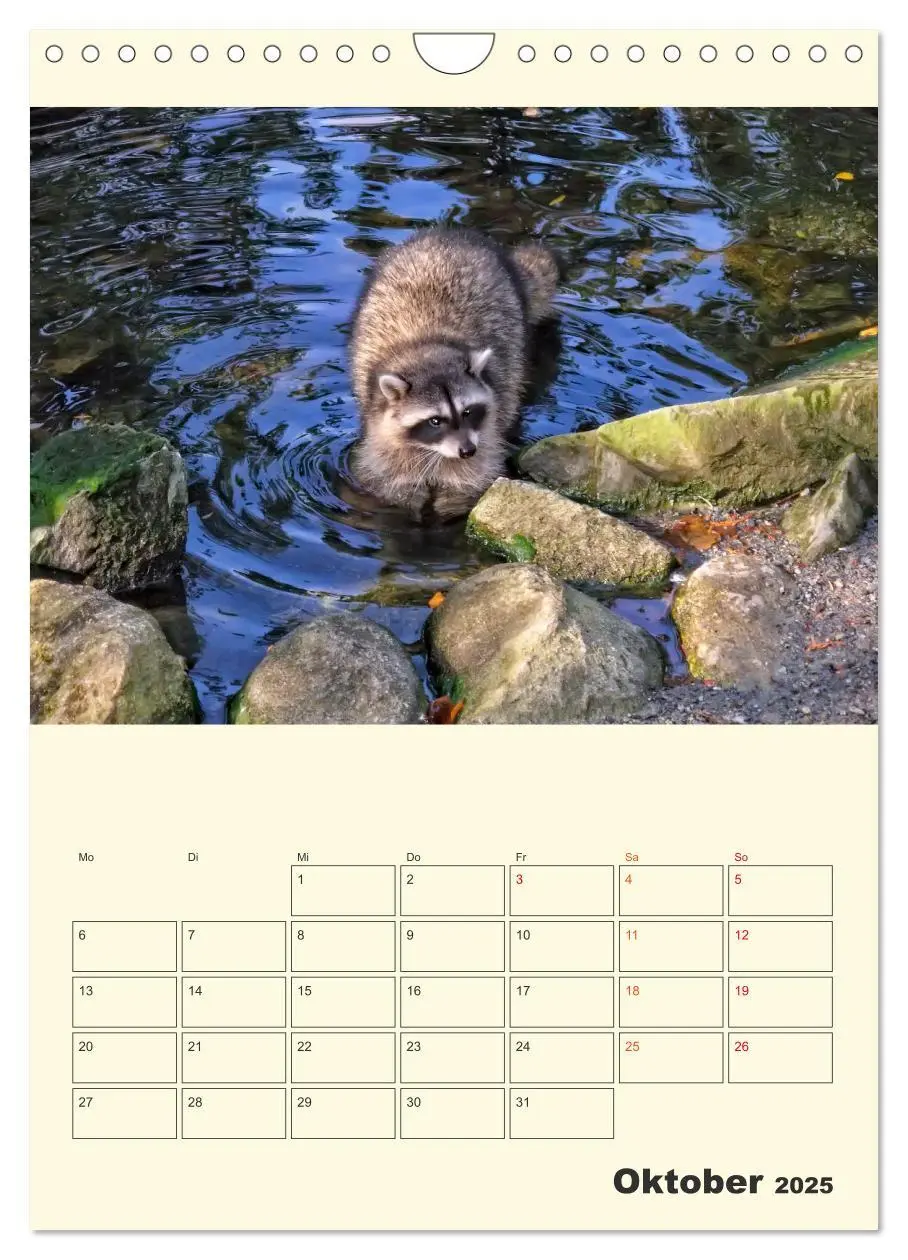 Bild: 9783435903825 | Drolliger Waschbär (Wandkalender 2025 DIN A4 hoch), CALVENDO...