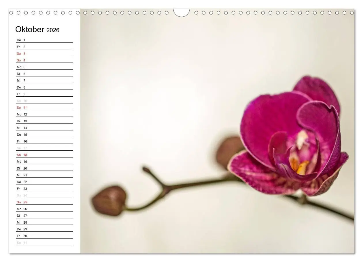 Bild: 9783516013825 | Blütenzauber Orchideen (Wandkalender 2026 DIN A3 quer), CALVENDO...