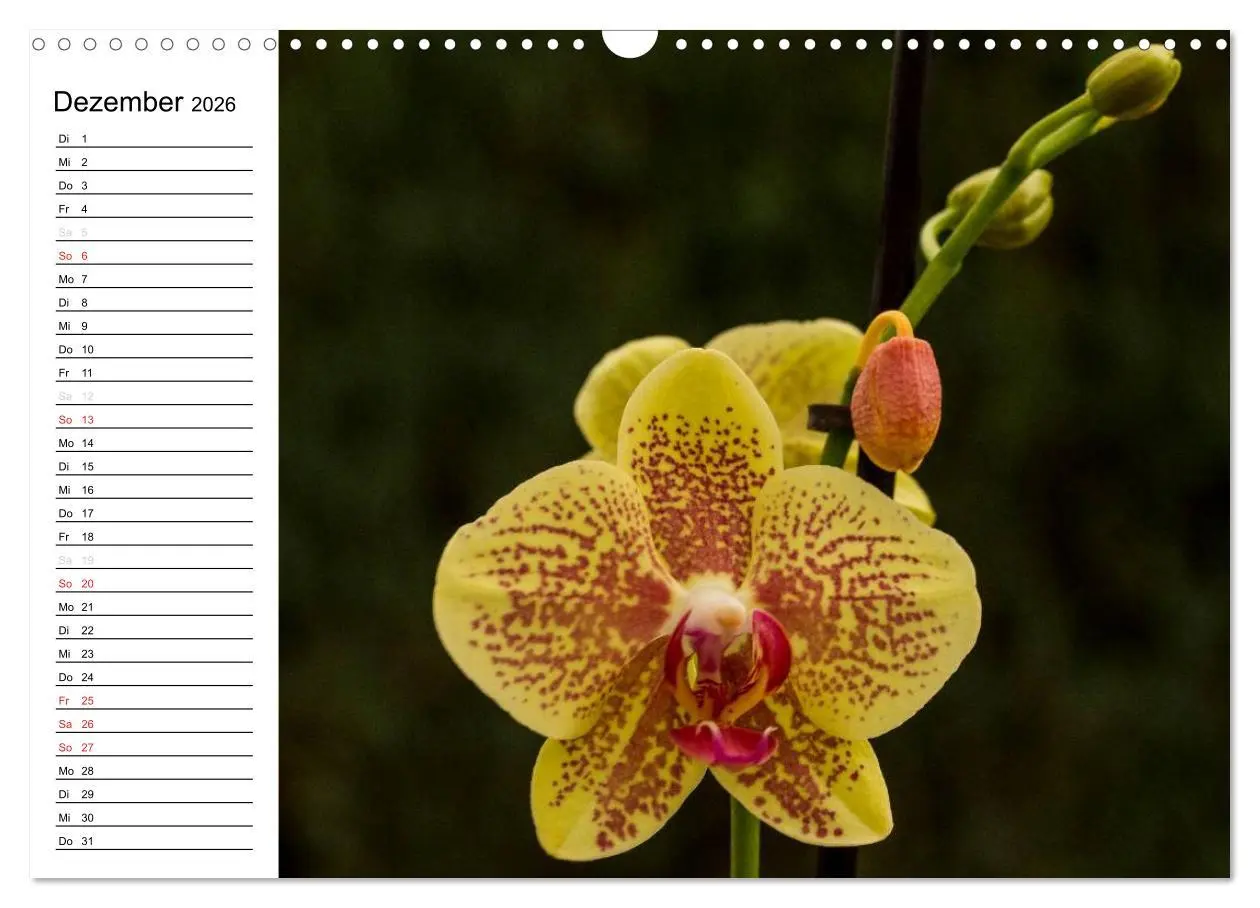 Bild: 9783516013825 | Blütenzauber Orchideen (Wandkalender 2026 DIN A3 quer), CALVENDO...