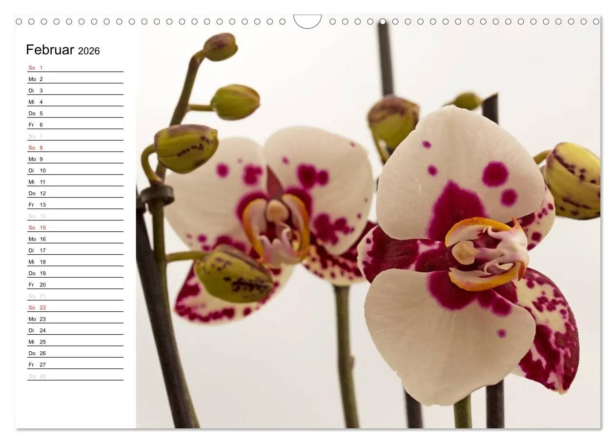 Bild: 9783516013825 | Blütenzauber Orchideen (Wandkalender 2026 DIN A3 quer), CALVENDO...