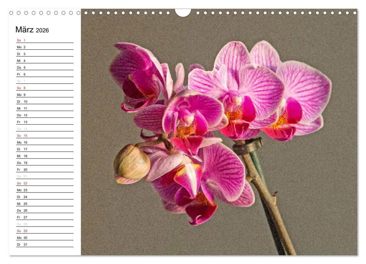 Bild: 9783516013825 | Blütenzauber Orchideen (Wandkalender 2026 DIN A3 quer), CALVENDO...