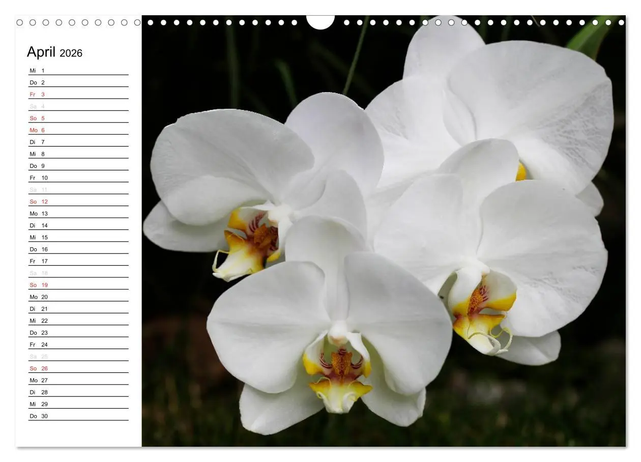 Bild: 9783516013825 | Blütenzauber Orchideen (Wandkalender 2026 DIN A3 quer), CALVENDO...