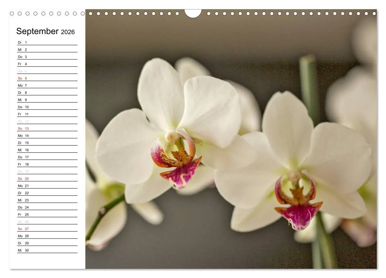 Bild: 9783516013825 | Blütenzauber Orchideen (Wandkalender 2026 DIN A3 quer), CALVENDO...