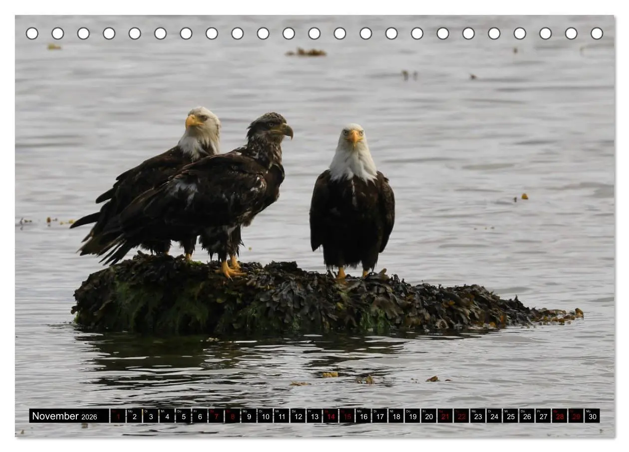 Bild: 9783457734025 | Weißkopfseeadler. Herrscher der Lüfte. 2026 (Tischkalender 2026 DIN...