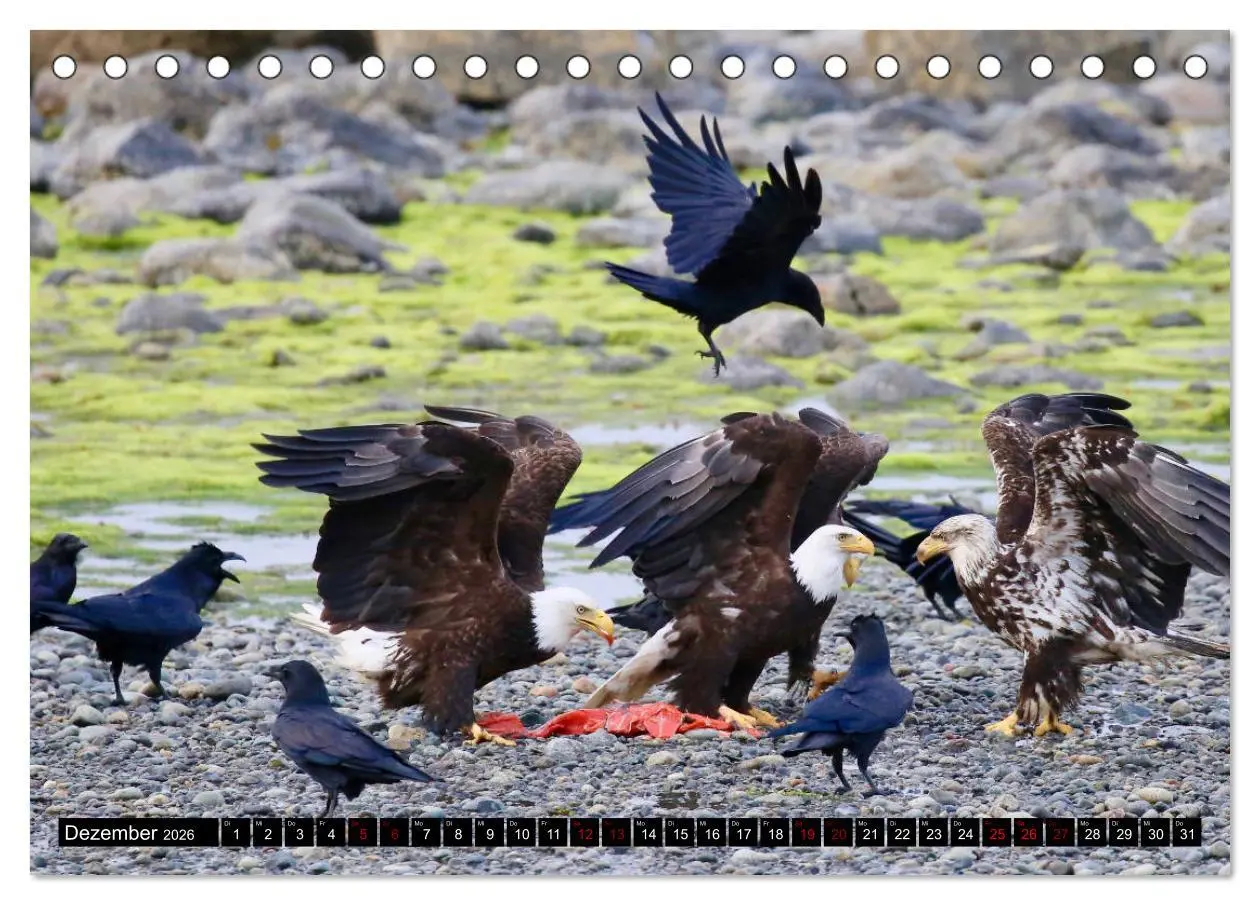 Bild: 9783457734025 | Weißkopfseeadler. Herrscher der Lüfte. 2026 (Tischkalender 2026 DIN...