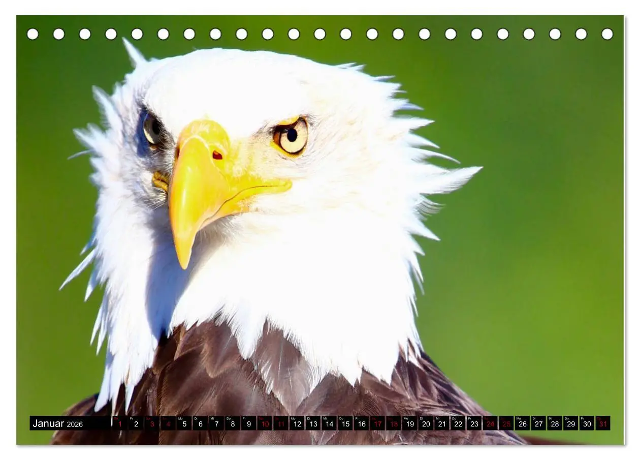 Bild: 9783457734025 | Weißkopfseeadler. Herrscher der Lüfte. 2026 (Tischkalender 2026 DIN...